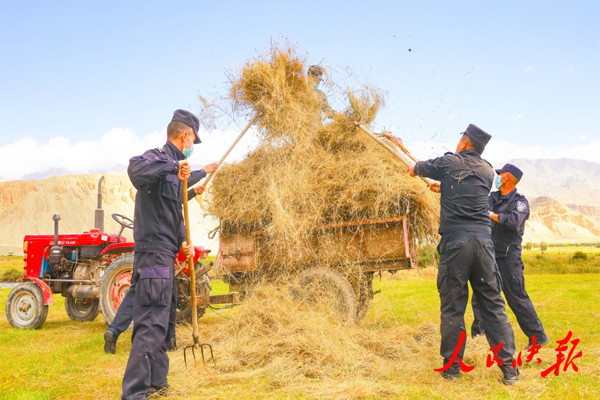 新疆喀什：党员服务队助农抢收草料备冬储